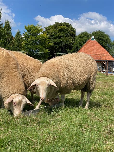 Te koop Fries Melkschaap .